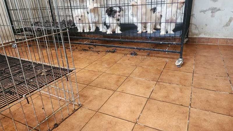 Cães são resgatados em situação de maus-tratos em Piracicaba — Foto: Divulgação/Guarda Municipal
