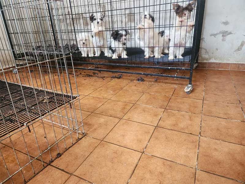 Guarda Municipal resgata 54 cães em situação de maus-tratos em canil de Piracicaba, SP