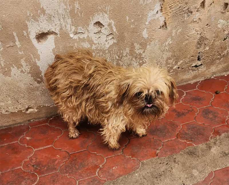 Cão resgatado em situação de maus-tratos em canil de Piracicaba — Foto: Guarda Municipal/Divulgação
