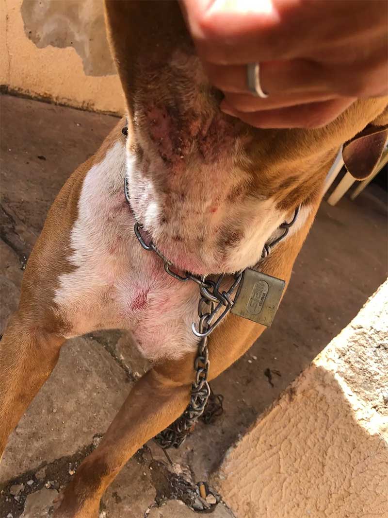 Pitbull resgatado em Pirassununga tinha marcas de lesão provocadas pela corrente — Foto: Polícia Ambiental/Divulgação