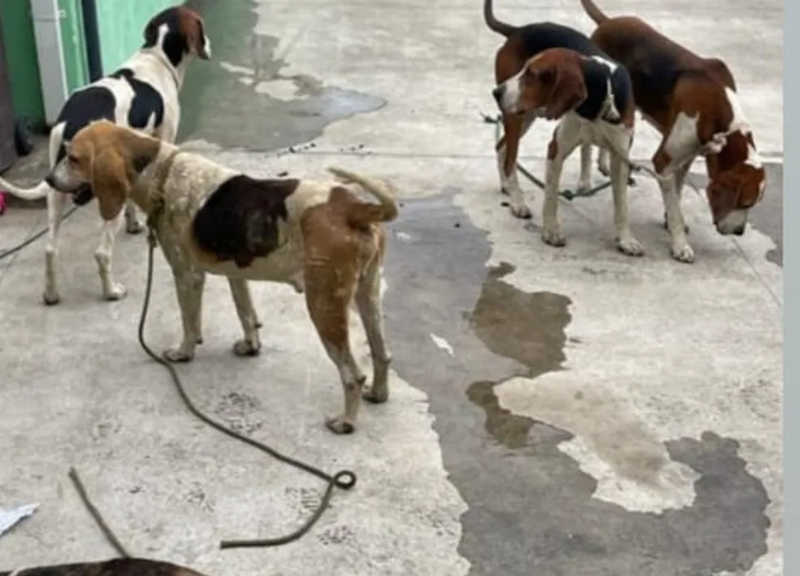 Três cachorros da raça Foxhound Americano foram furtados do GPA de Registro (SP) — Foto: Reprodução