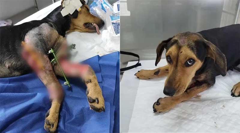 Cachorra Maria Vitória foi resgatada por ONG de Rio Claro — Foto: ONG Anjos de Focinho/Reprodução