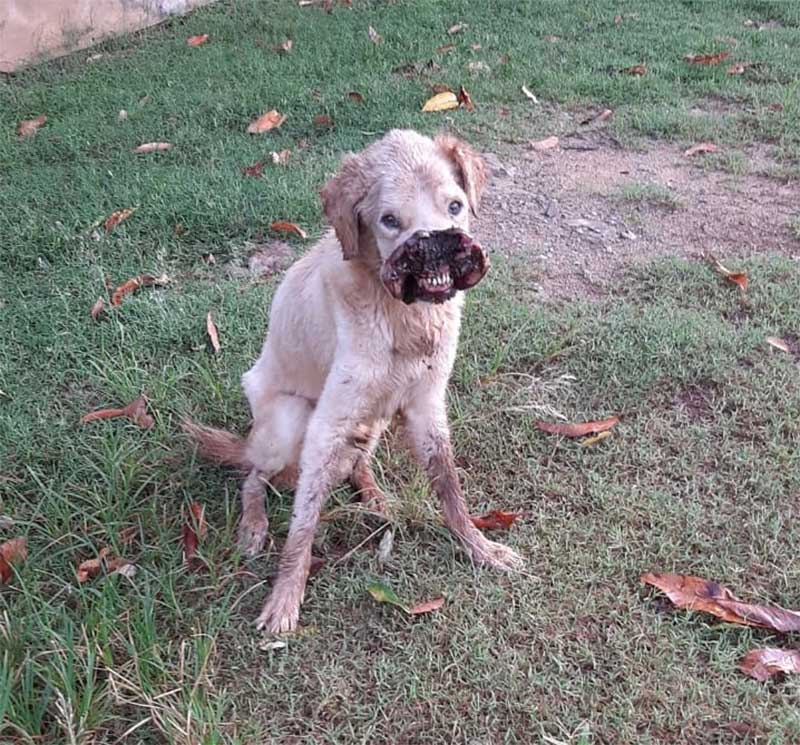 Bicheira come focinho de cão abandonado em Rosana (SP) e ex-tutor é multado em R$ 3 mil