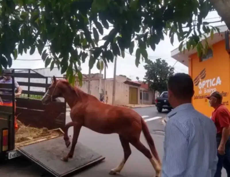 Após denúncias de abandono, seis cavalos são resgatados em São Carlos, SP