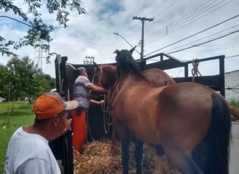 Cavalos são resgatados no Cidade Aracy