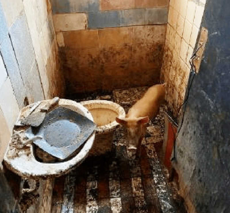 Homem que mantinha animais sem comida e presos em banheiro é condenado em Rio Preto, SP