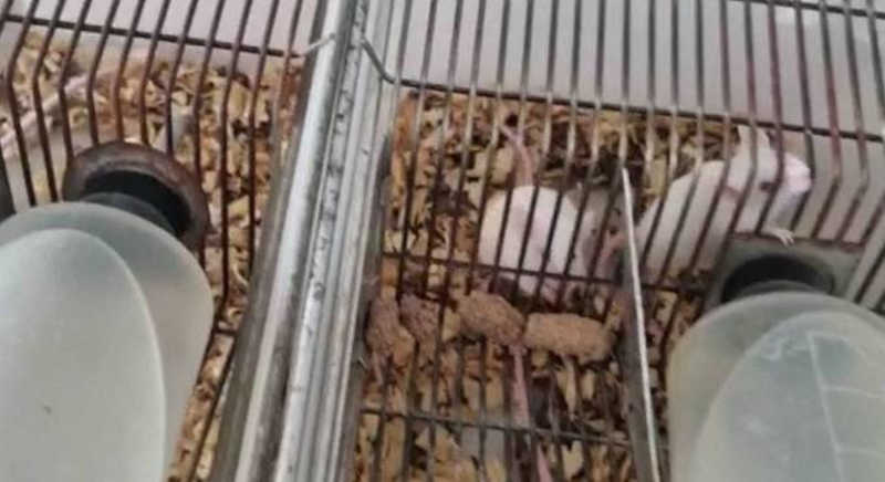 Delivery de ratos: polícia descobre esquema irregular em SP com mais de 600 roedores; animais estão para adoção