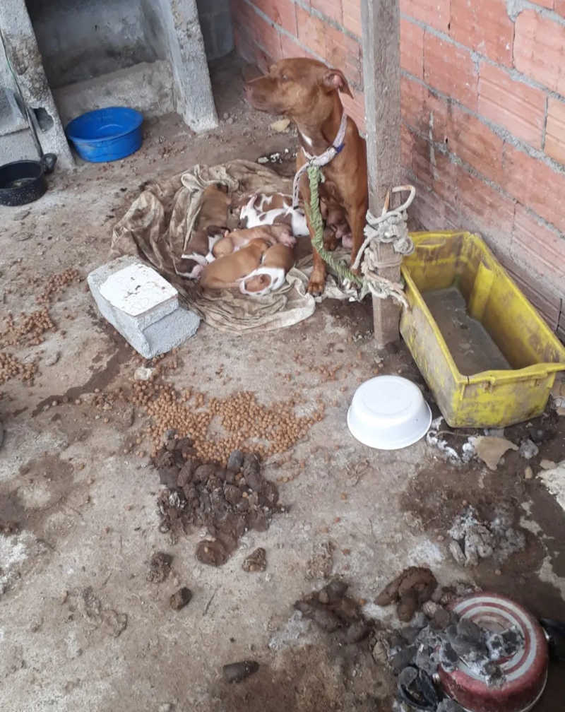 Depois de denúncia, polícia encontra cadela e sete filhotes sem água e com ração misturada com fezes e lixo em Suzano, SP