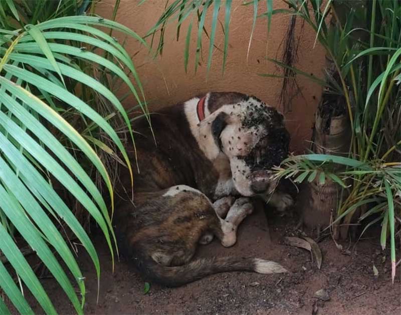 Polícia Ambiental flagra caso de cachorro com globos oculares deteriorados em Tabapuã, SP