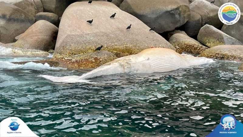 Instituto Argonauta atende ocorrência de baleia morta boiando em Ubatuba, SP