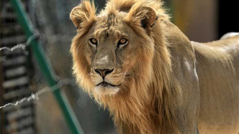 Um leão macho no Centro de Resgate de Animais do Sudão, em 28 de fevereiro de 2022 | ASHRAF SHAZLY/AFP