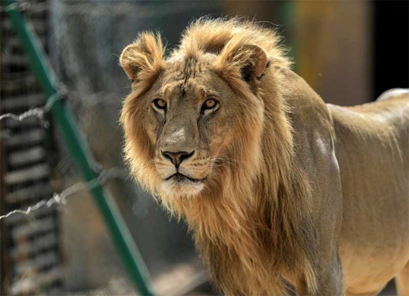 Três leões são mortos no Sudão ao tentarem fugir de base paramilitar