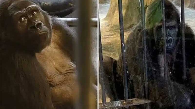 ‘O gorila mais solitário do mundo’ se prepara para outro Natal atrás das grades