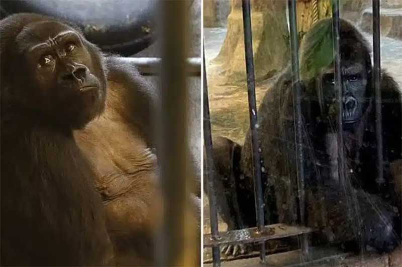 ‘O gorila mais solitário do mundo’ se prepara para outro Natal atrás das grades