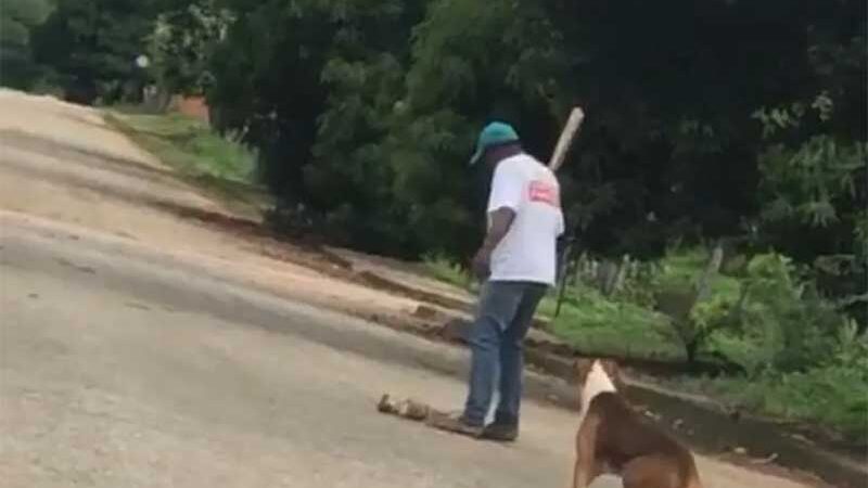 Vídeo mostra momento em que homem mata filhote de cadela a pauladas no interior do Tocantins