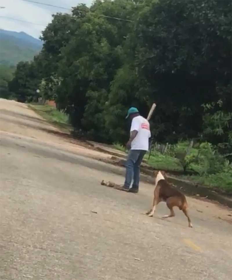 Vídeo mostra momento em que homem mata filhote de cadela a pauladas no interior do Tocantins