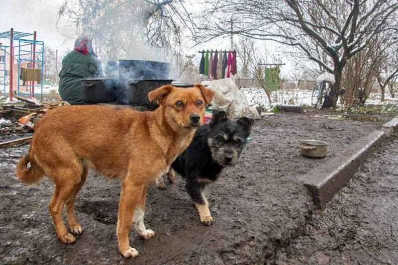 Os animais foram deixados para trás pelos donos após as tropas russas invadiram o país no dia 24 de fevereiro deste ano. Foto: Sergiy Kozlov/EFE