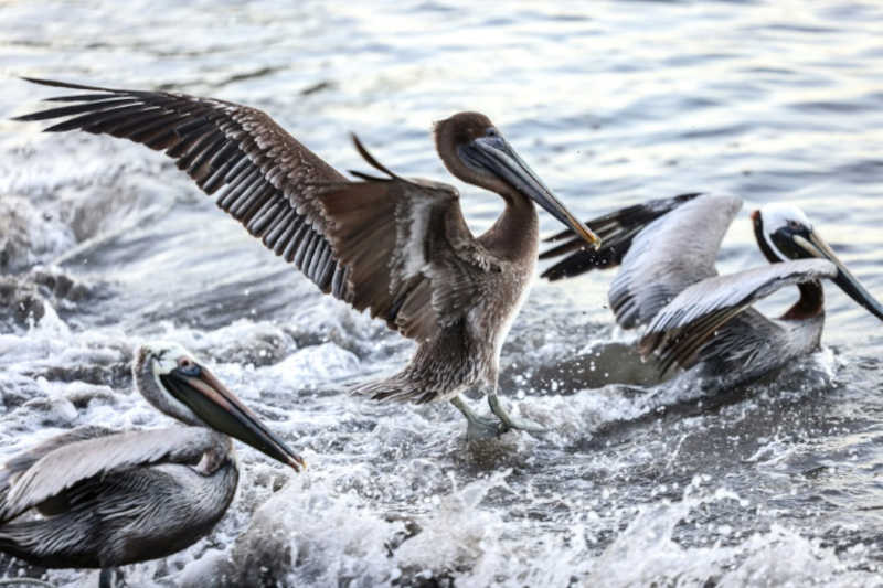 Venezuela declara alerta sanitário por gripe aviária em pelicanos