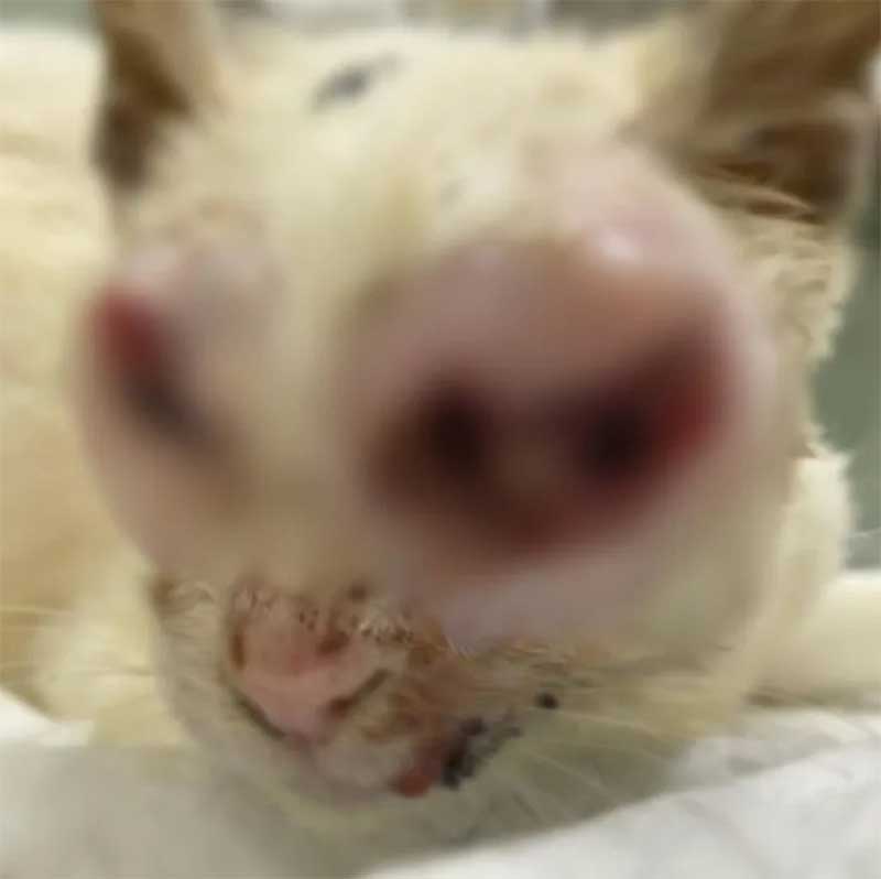 Imagens fortes: gata é resgatada por ONG no Acre com facada no olho