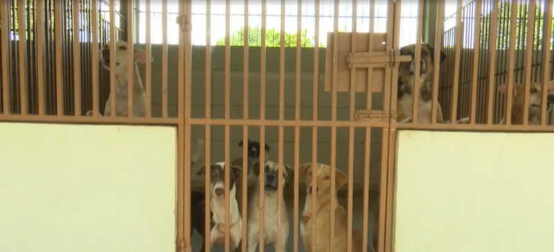 Com 100 animais aptos à adoção, Centro de Zoonoses de Rio Branco (AC) faz campanha: ‘Responsabilidade e empatia’
