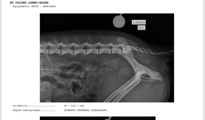 Vídeo mostra motorista atropelando cachorro sem prestar socorro em Arapiraca, AL; cirurgia custa R$5 mil