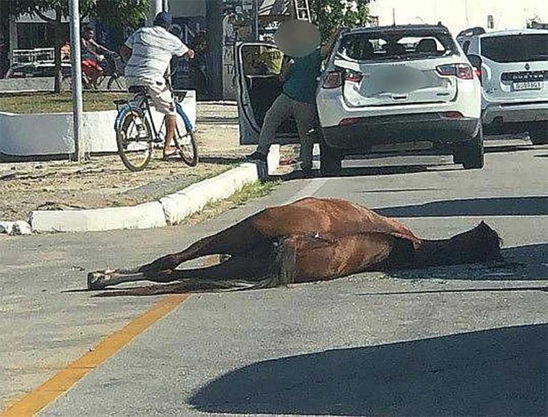 Cavalo é atingido por carro em Maceió (AL) e delegado diz que tutor será punido