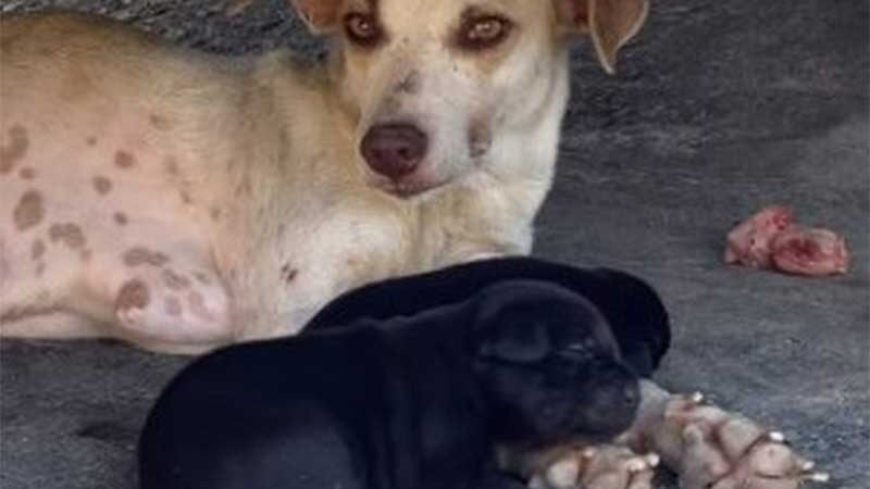 Polícia investiga denúncia de abuso sexual contra cadela no Jacintinho, em Maceió AL