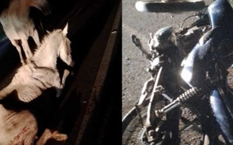 Motociclista morre e cavalo fratura pata após colisão no Sertão de Alagoas