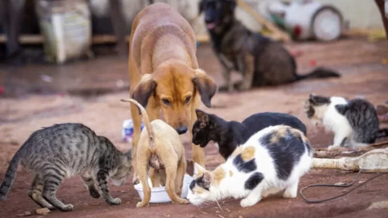 Nova Lei estadual multa em R$ 117 quem impedir oferta de água e alimentos para animais de rua