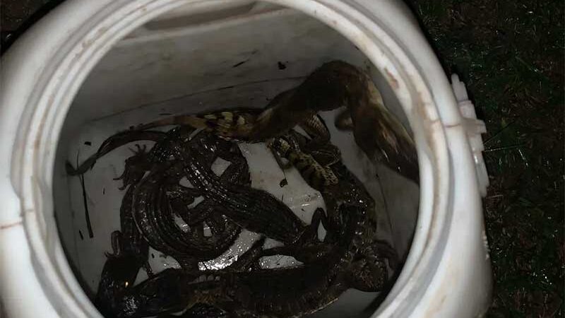 Animais estavam acomodados dentro de uma espécie de barril plástico — Foto: PM/Divulgação
