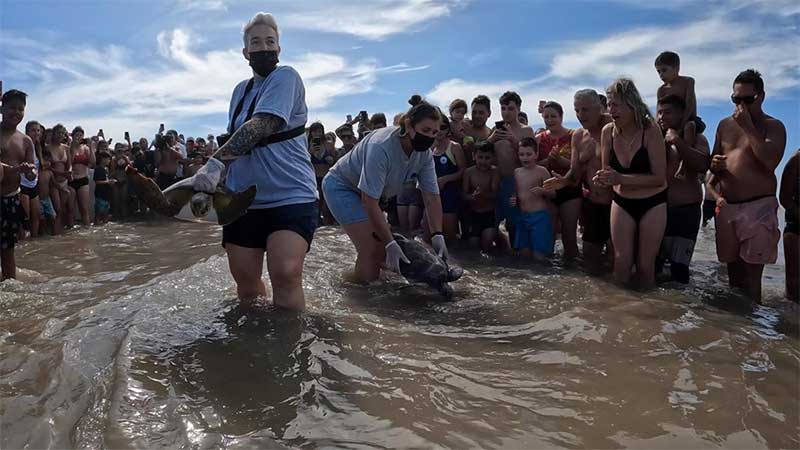 Tartarugas devolvidas ao mar na Argentina. Foto: Fundacion Mundo Marino/Handout via REUTERS