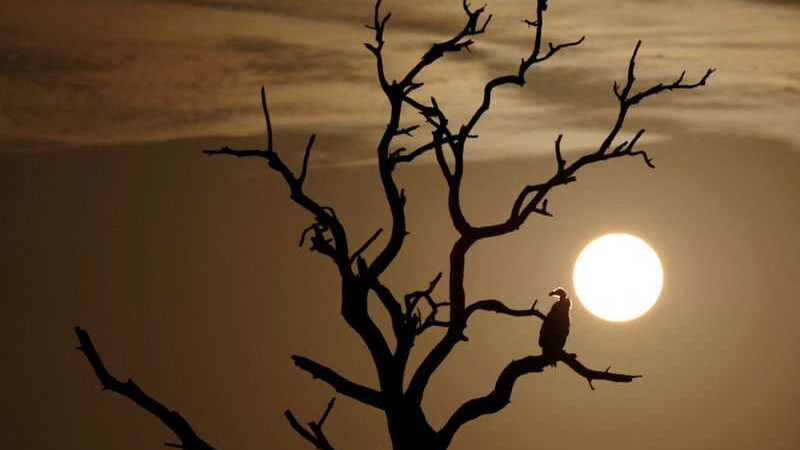Reuters. Nascer do sol no Parque Nacional Kruger, em Skukuza, África do Sul 10/02/2022. REUTERS/Siphiwe Sibeko/File Photo10/02/2022. REUTERS/Siphiwe Sibeko/File Photo