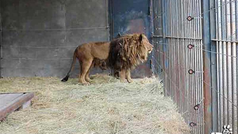 Ruben, o leão mais solitário do mundo