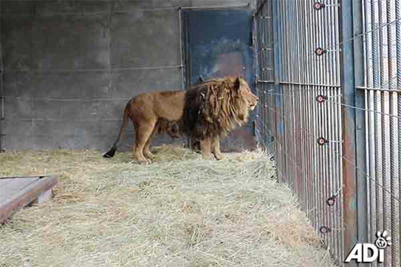 Ruben: o leão mais solitário do mundo, trancado sozinho há 5 anos