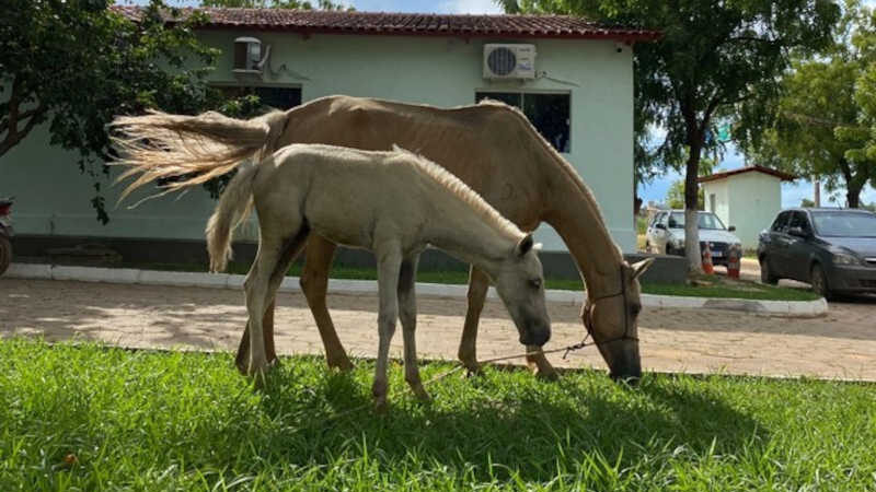Centro de Controle de Zoonoses e Ong Lobo tratam potrinha vítima de acidente e impedem sacrifício do animal, em Barreiras