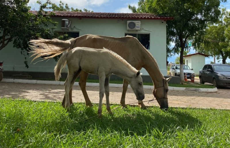 Centro de Controle de Zoonoses e ONG Lobo tratam potrinha vítima de acidente e impedem sacrifício do animal, em Barreiras, BA