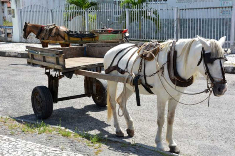 Secretário de Agricultura pede à Câmara que coloque em pauta projeto para retirada de carroças na zona urbana de Feira de Santana, BA