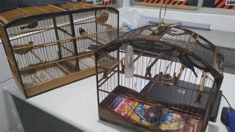 Pássaros que eram levados para Wenceslau Guimarães são resgatados em Gandu, na BA