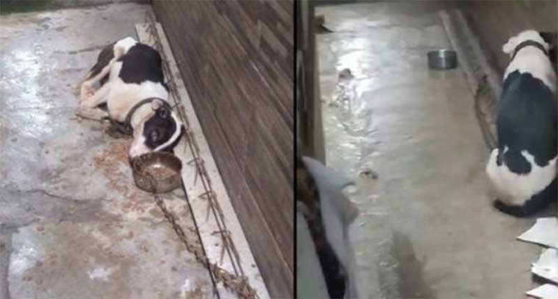 Cachorro é encontrado em situação de maus-tratos na Liberdade, em Salvador, BA