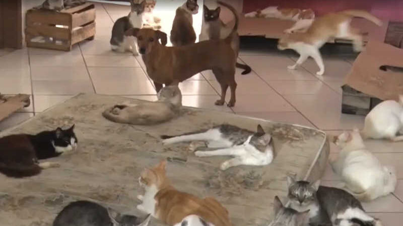 O abrigo cuida de 130 gatos e 13 cães com o apoio de doações da população. — Foto: TV Santa Cruz