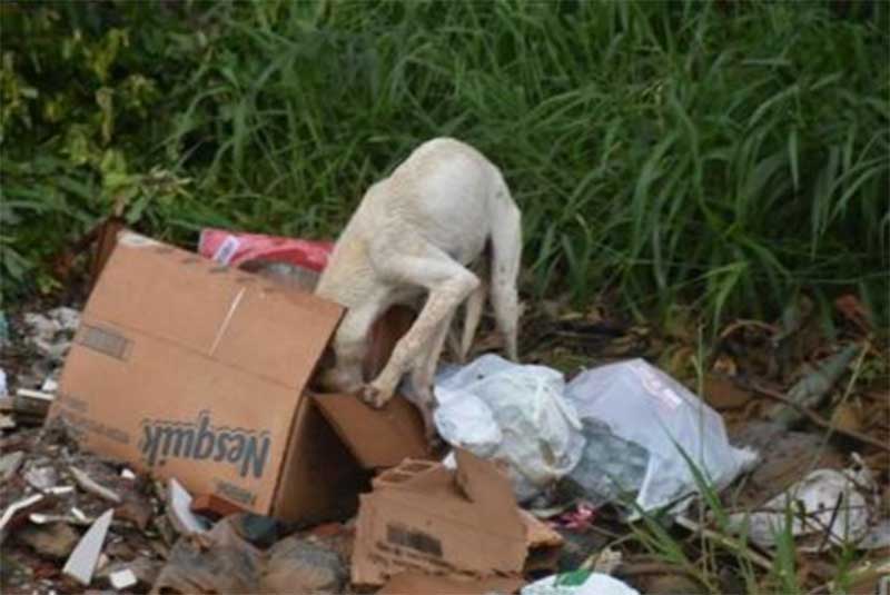 Sofrimento dos animais: cães e gatos reviram lixo por sustento alimentar em Vitória da Conquista, BA