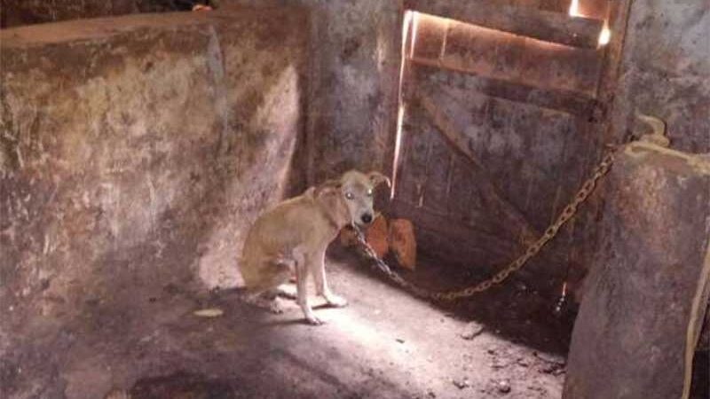 Polícia Civil resgata e adota cachorro que sofria maus-tratos em Capistrano, CE