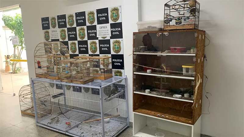 Além dos lagartos exóticos, os agentes apreenderam munições e uma ave em extinção na casa de suspeito de tráfico de animais. — Foto: Polícia Civil/ Divulgação
