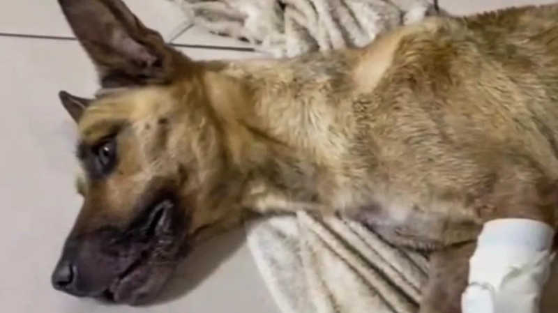 Cachorro tem pernas decepadas em Fortaleza (CE), e ONG pede ajuda para tratamento