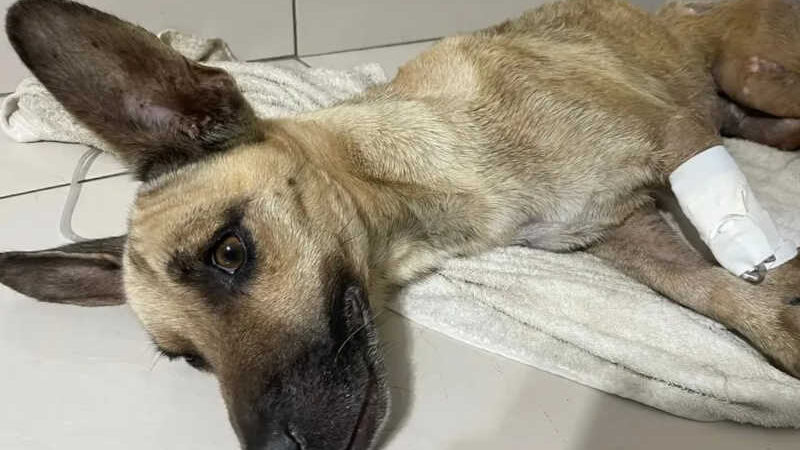 Cão que teve patas decepadas por foice morre em Fortaleza (CE): ‘não resistiu a tanta crueldade’