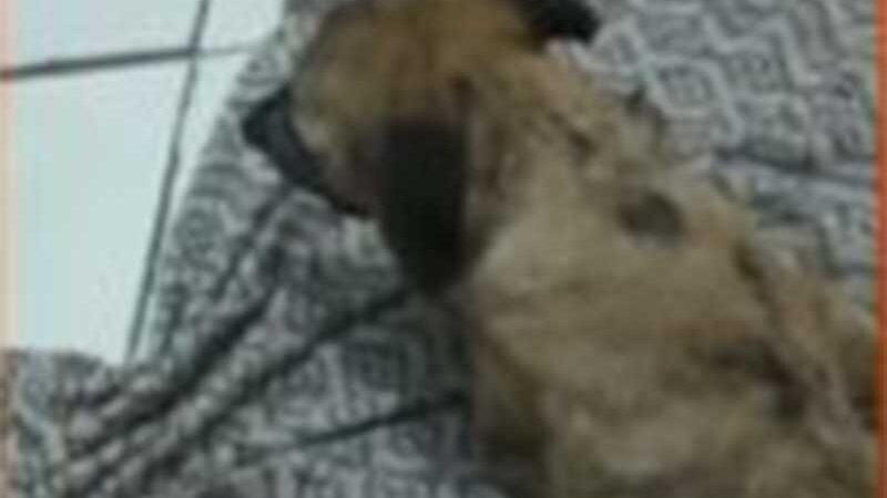 Animais teriam sido esfaqueados na avenida da Caixa em Quixadá (Foto: Vídeo Reprodução)