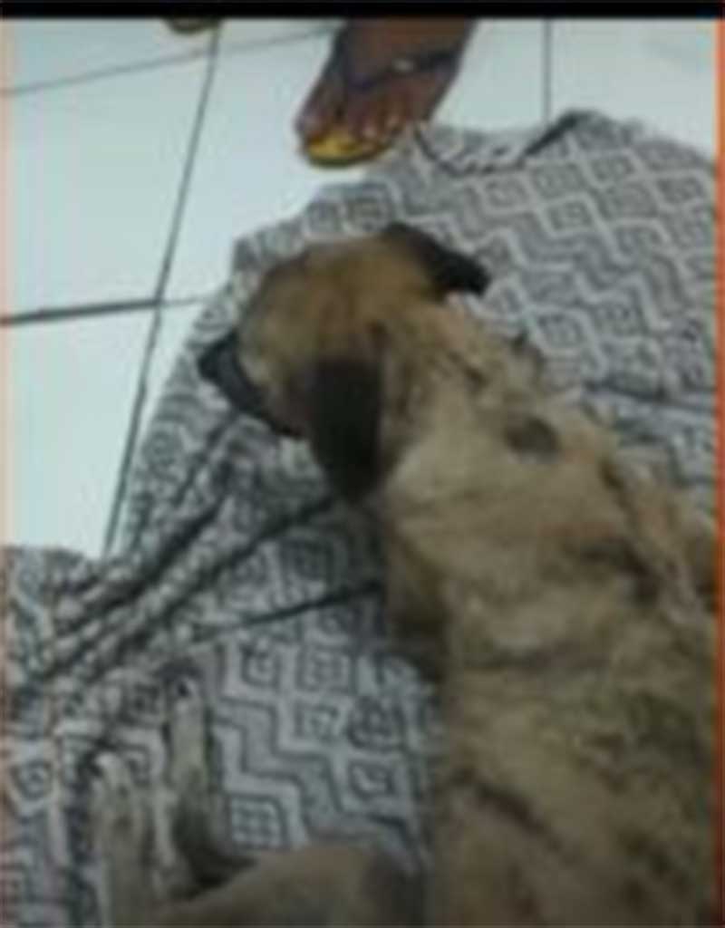 Polícia Civil já está em busca de imagens para identificar autor que esfaqueou cães em Quixadá, CE