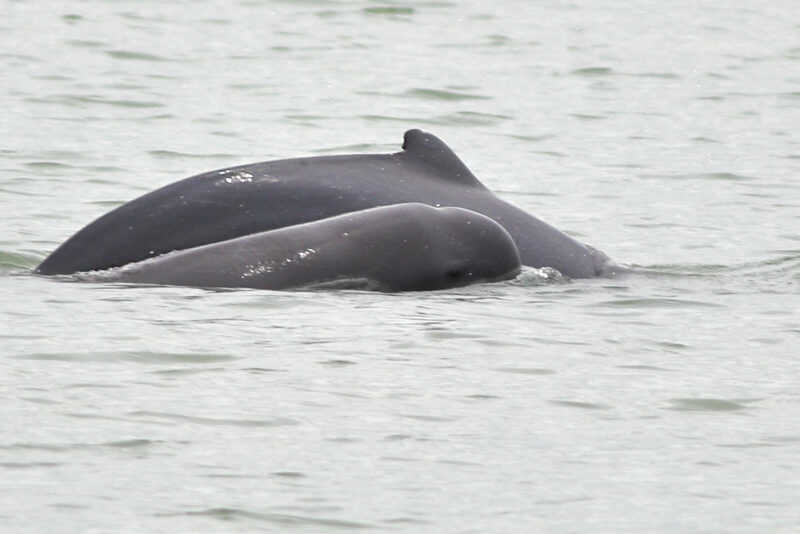 Golfinhos raros do Camboja ganham proteção por decreto após 3 mortes