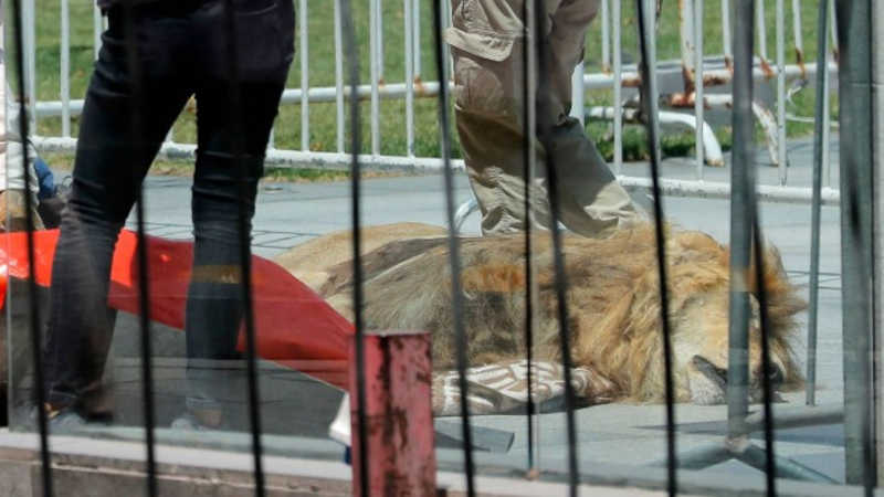 Leão é largado morto em frente a palácio presidencial no Chile