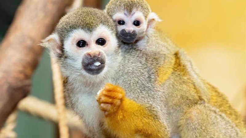 Arquivo - Macacos-esquilo - Daniel Zupanc/TIERGARTEN SCHÖNB / DPA - © Fornecido por News 360